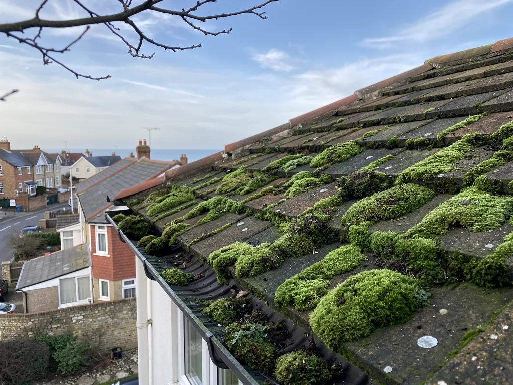 Mossy concrete tile roof in soft winter light